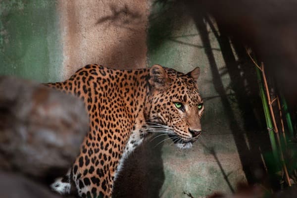 Leopard in the wild