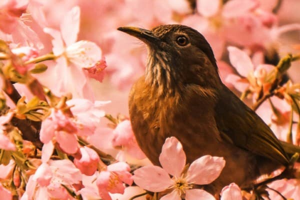 Colorful bird perched on a branch, representing Feathered Tunes sound therapy for tinnitus, stress relief, and relaxation.